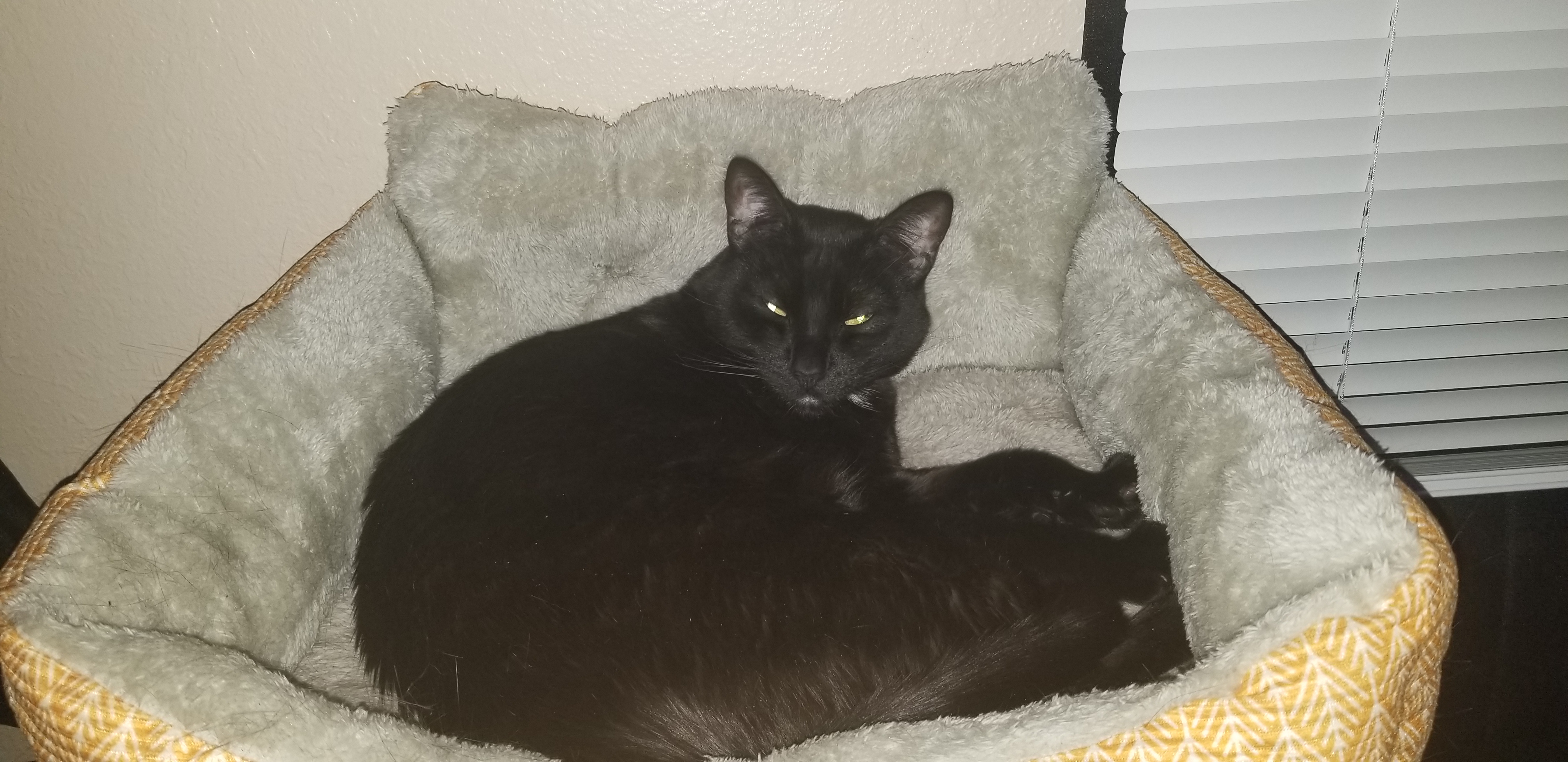 Black Kitty laying on a cat bed.