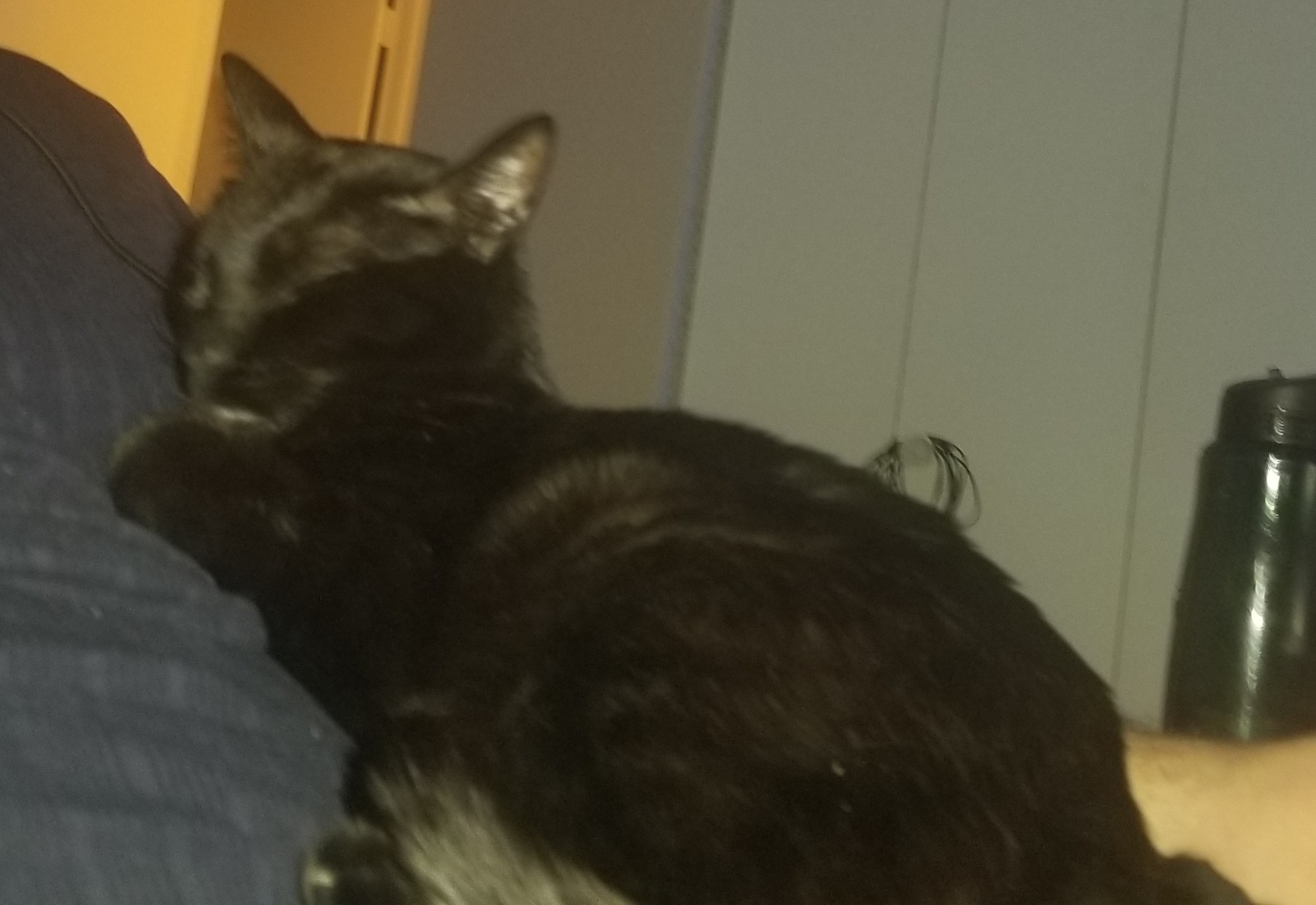 Black Kitty laying on a person.